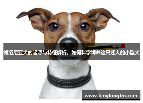 博洛尼亚犬的起源与特征解析，如何科学饲养这只迷人的小型犬